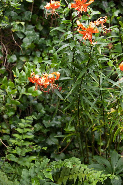 Lilium Tigriin Splendens