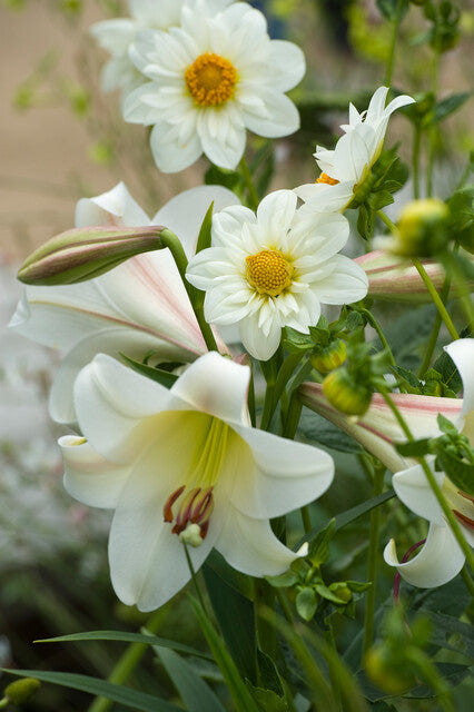 Lilium Regale
