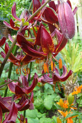 Lilium Martagon Claude Shride