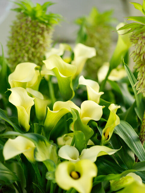 Zantedeschia Black Eyed Beauty