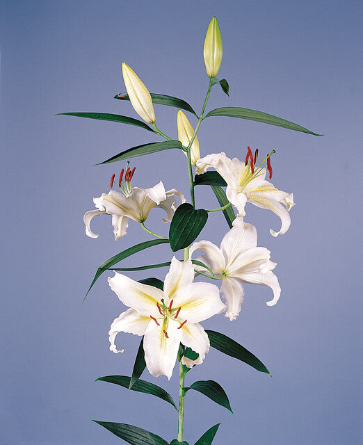 Lilium Devotion