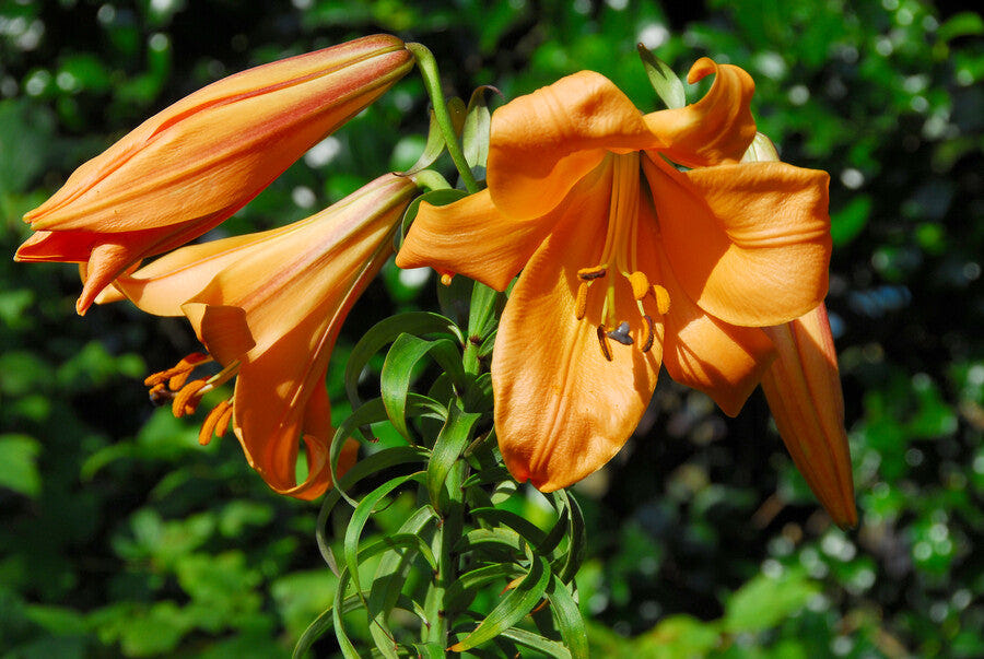 Lilium African Queen