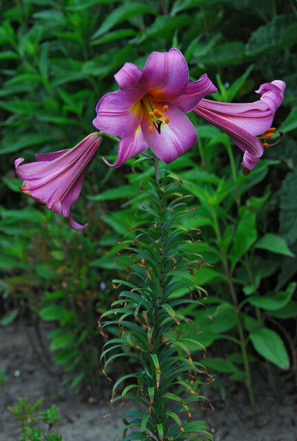 Lilium Pink Perfection