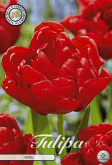 Tulipa Abba