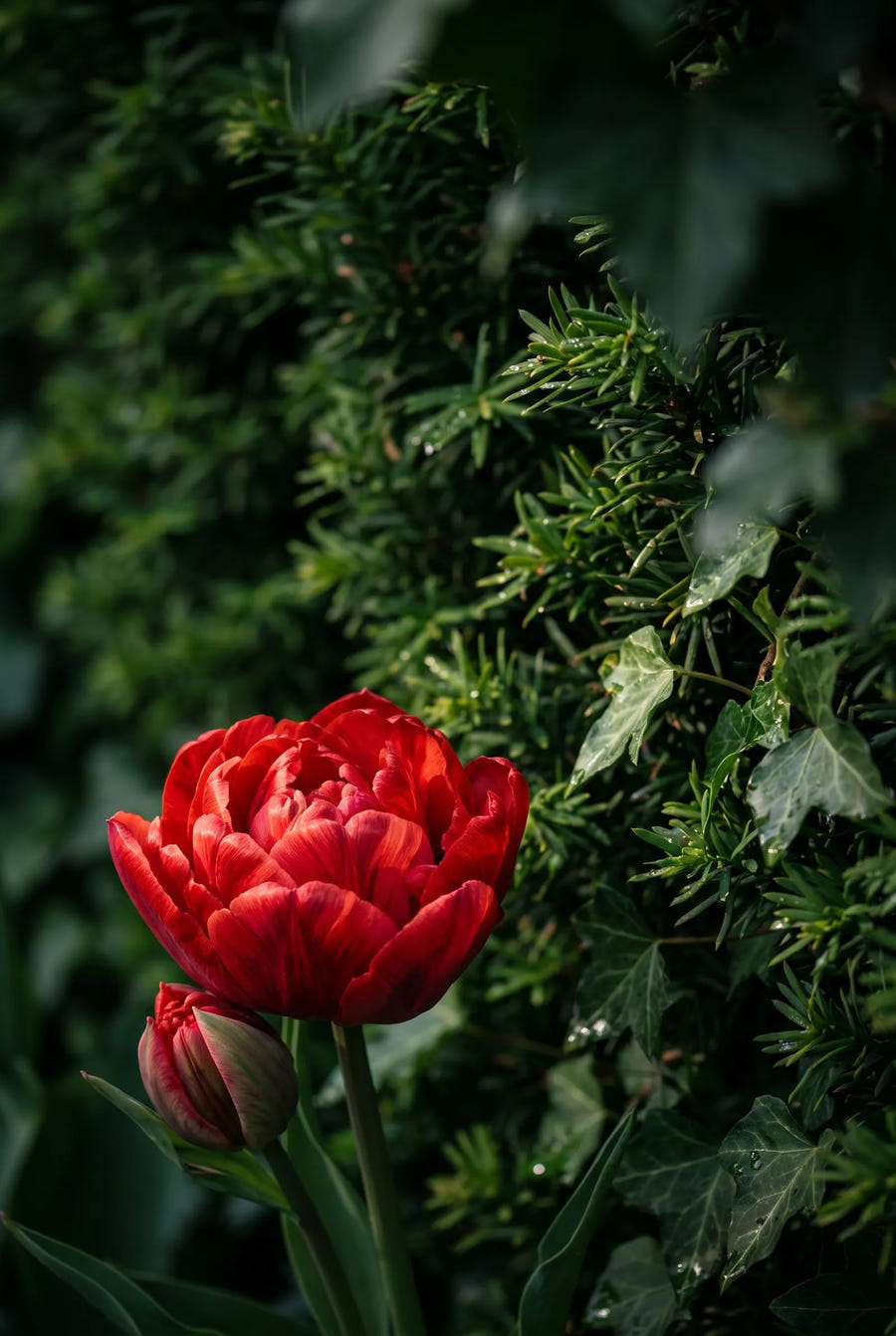 Tulipa Abba — sfeerbeeld