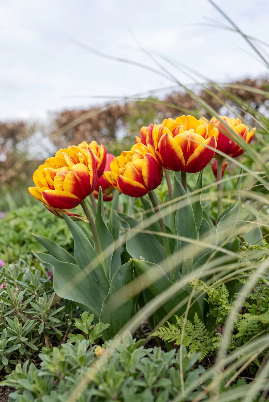Tulipa Cilesta — in de tuin