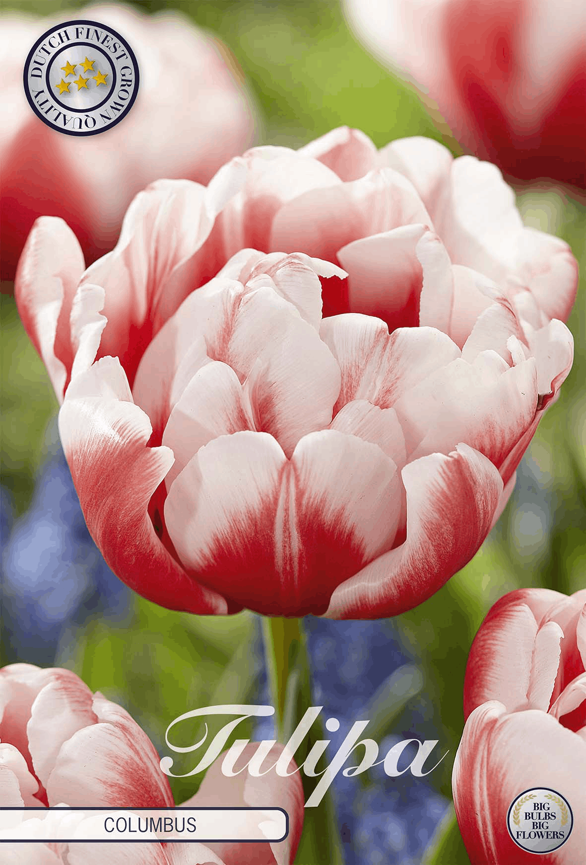 Tulipa Columbus