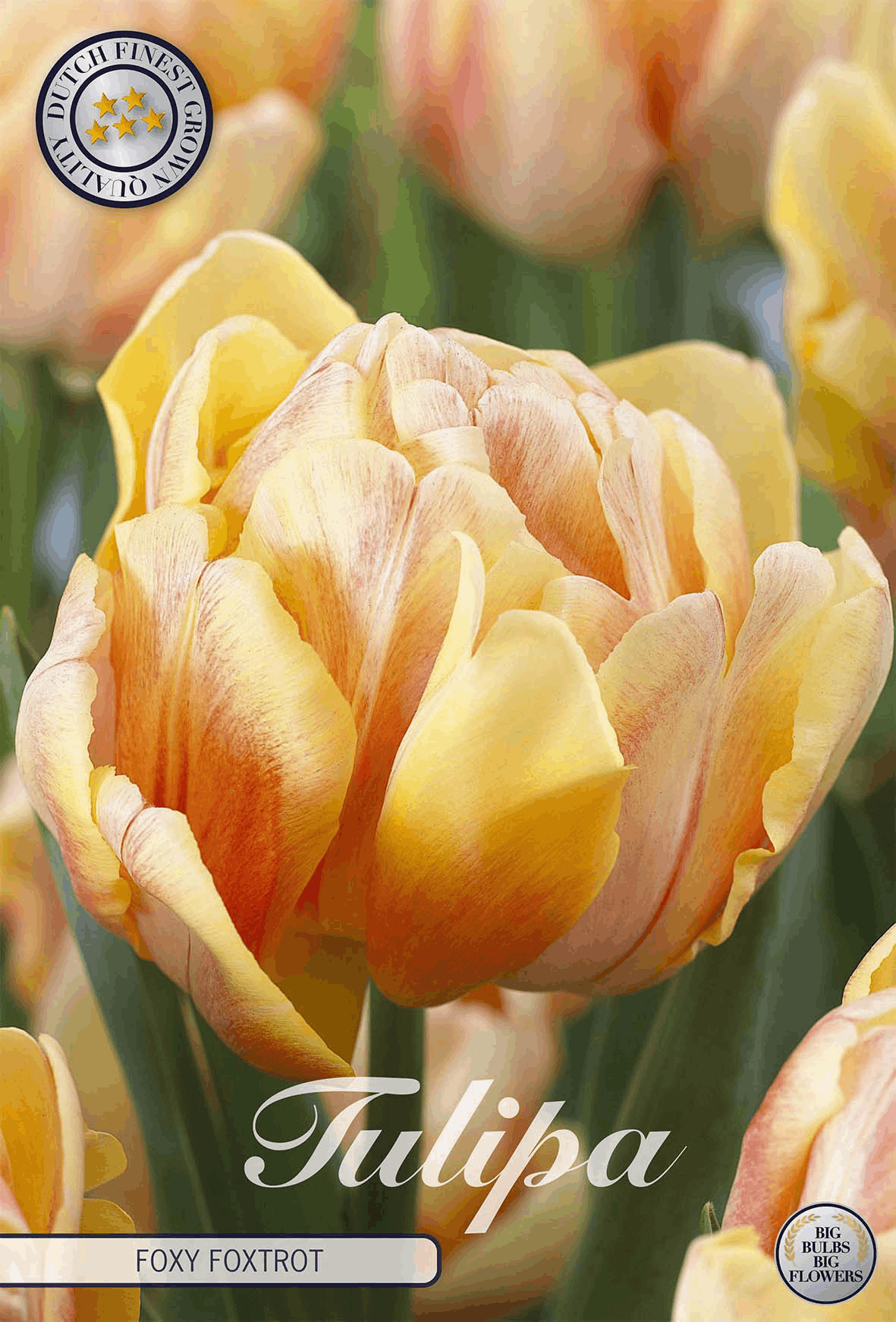 Tulipa Foxy Foxtrot
