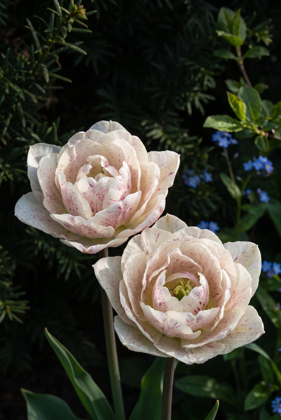 Tulipa Silk Road — sfeerbeeld