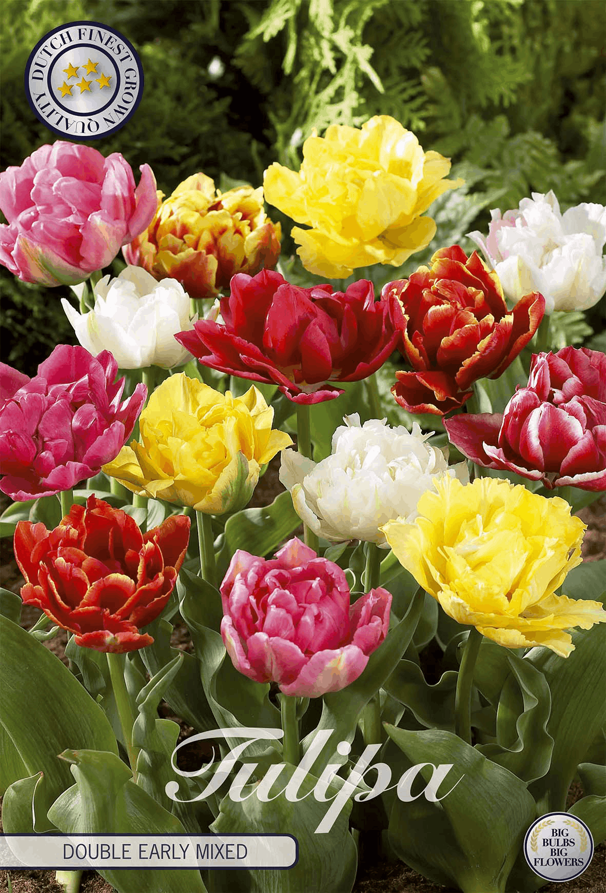 Tulipa Double Early Mixed