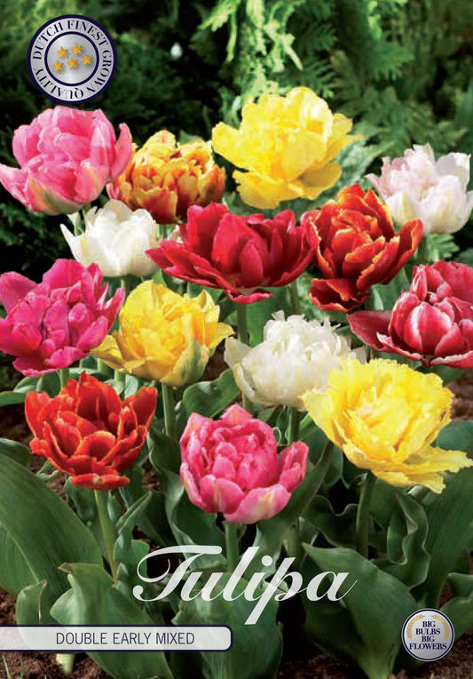 Tulipa Double Early Mixed