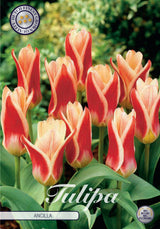 Tulipa Ancilla