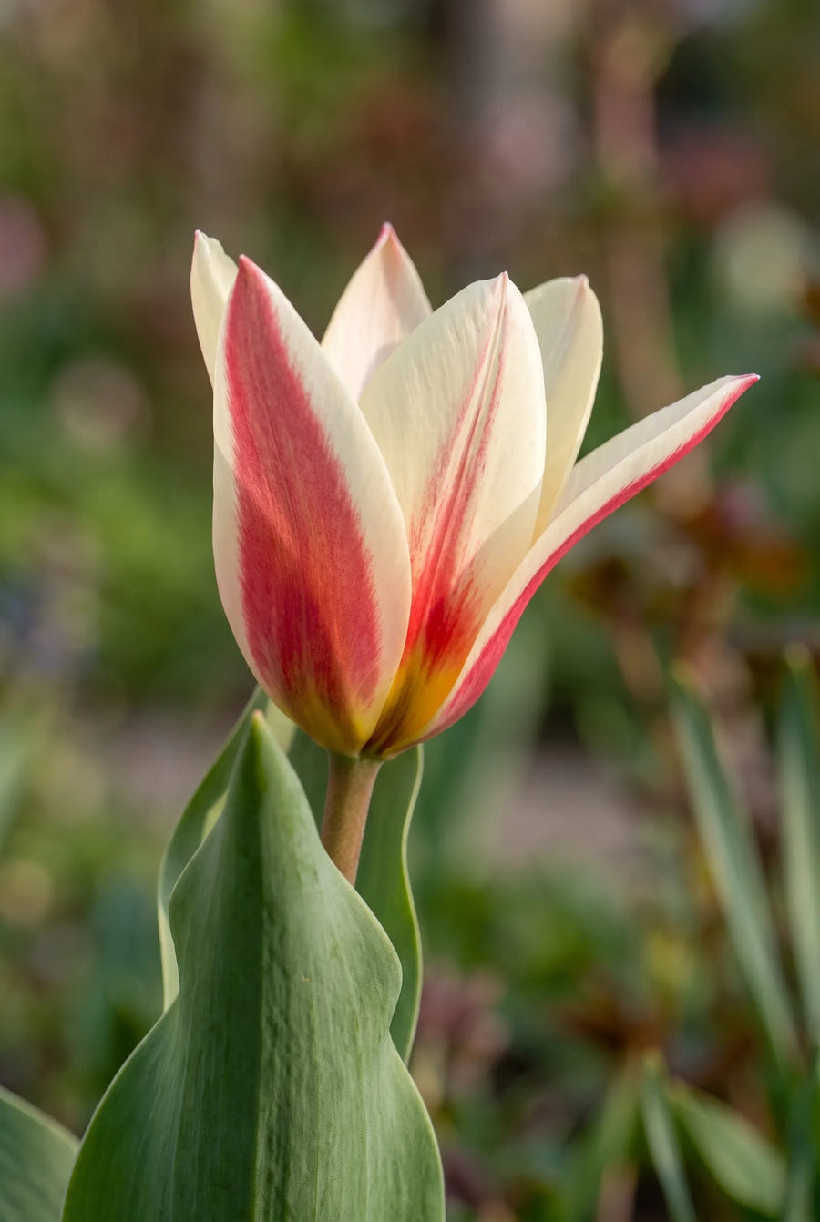 Tulipa Ancilla — close-up van de bloem