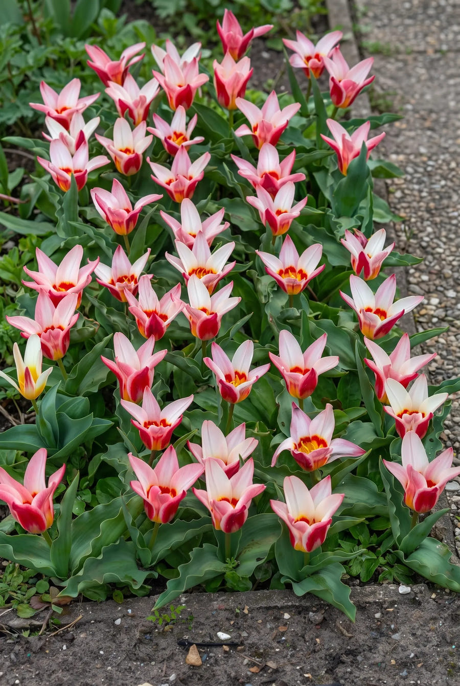 Tulipa Ancilla — groep in de tuinborder