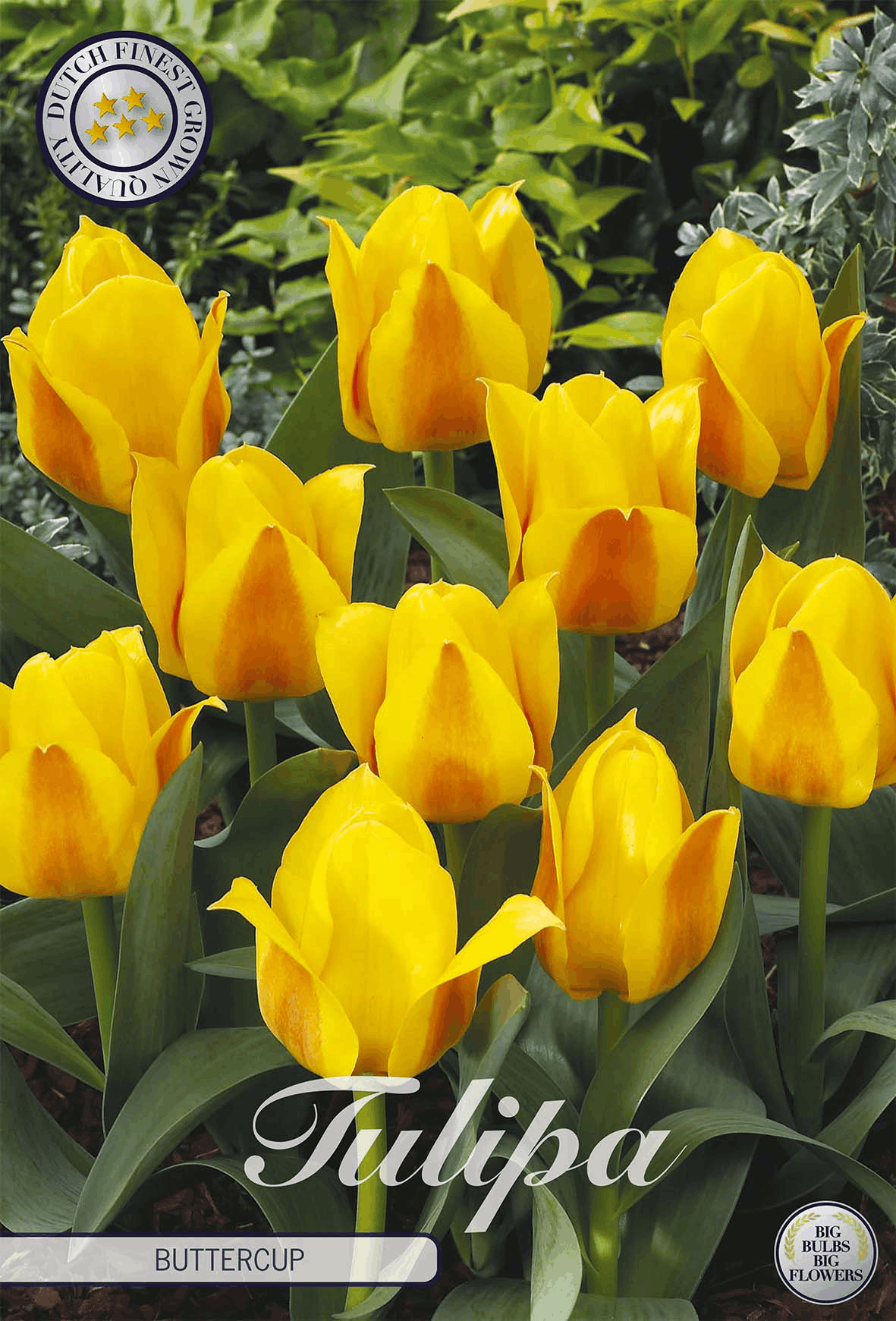 Tulipa Buttercup