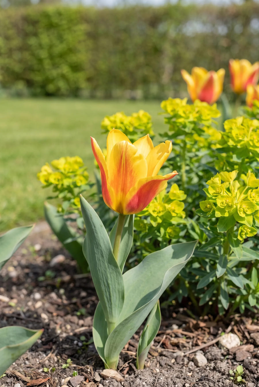 Tulipa Buttercup — close-up van de bloem
