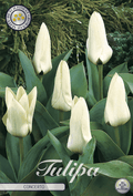 Tulipa Concerto