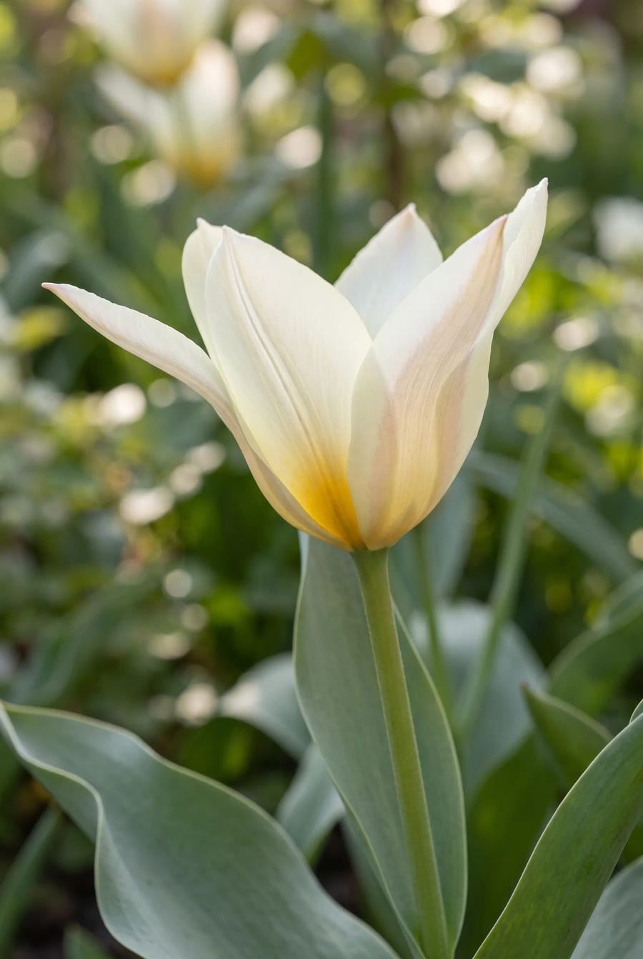 Tulipa Concerto — close-up van de bloem