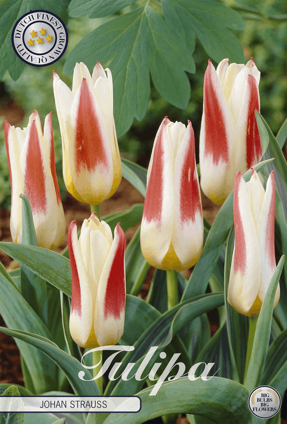 Tulipa Johan Strauss