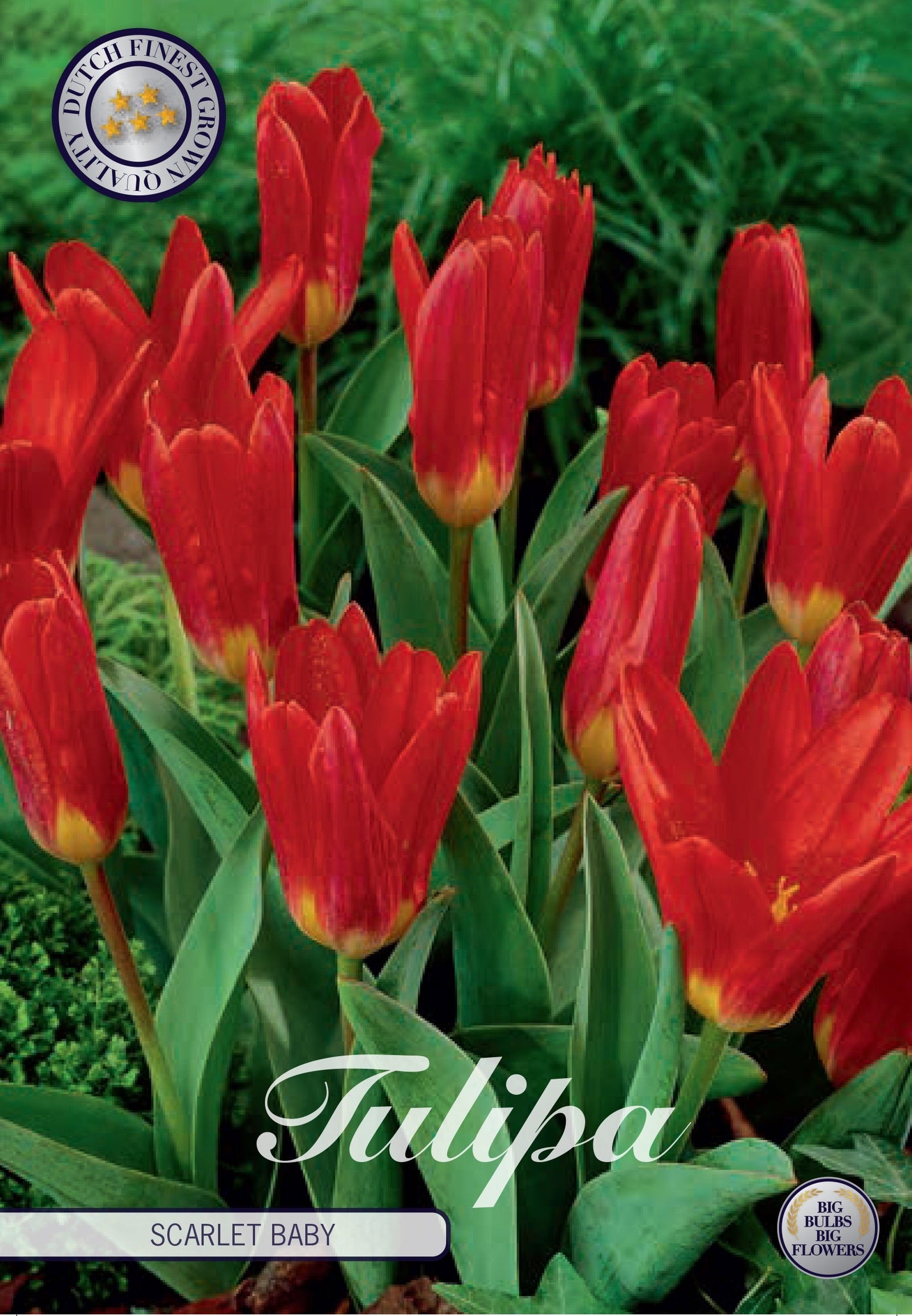 Tulipa Scarlet Baby