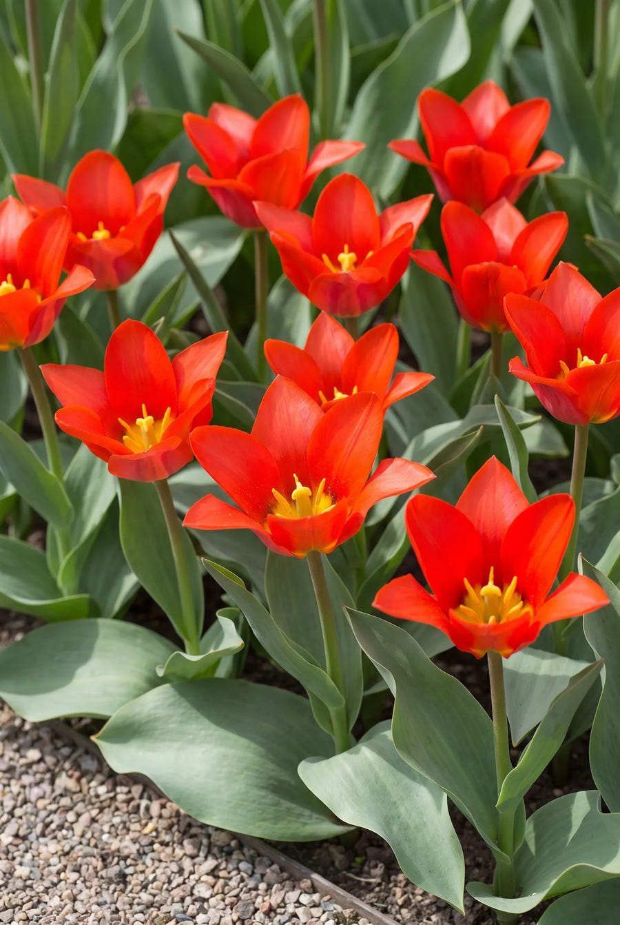Tulipa Scarlet Baby — groep in de tuinborder