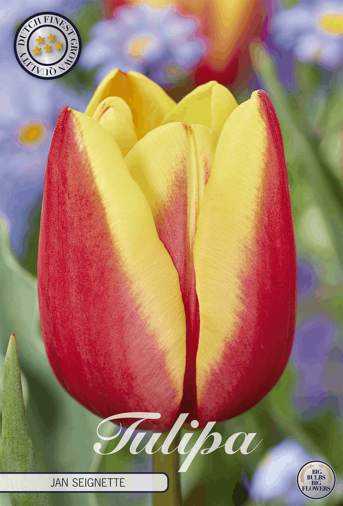Tulipa Jan Seignette