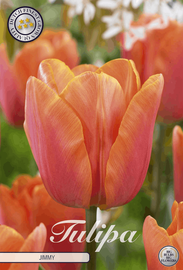 Tulipa Jimmy