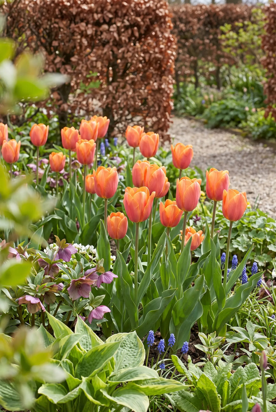 Tulipa Jimmy — groep in de tuinborder