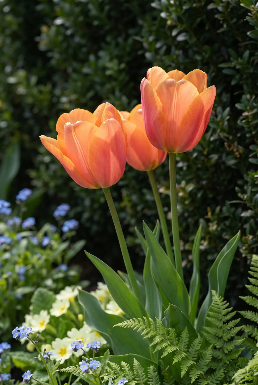 Tulipa Jimmy — sfeerbeeld