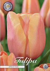 Tulipa Apricot Foxx