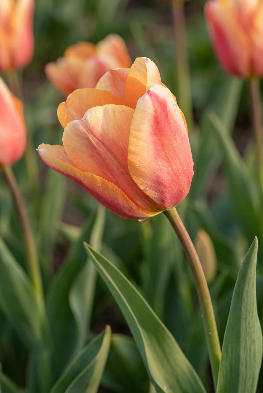 Tulipa Apricot Foxx — sfeerbeeld