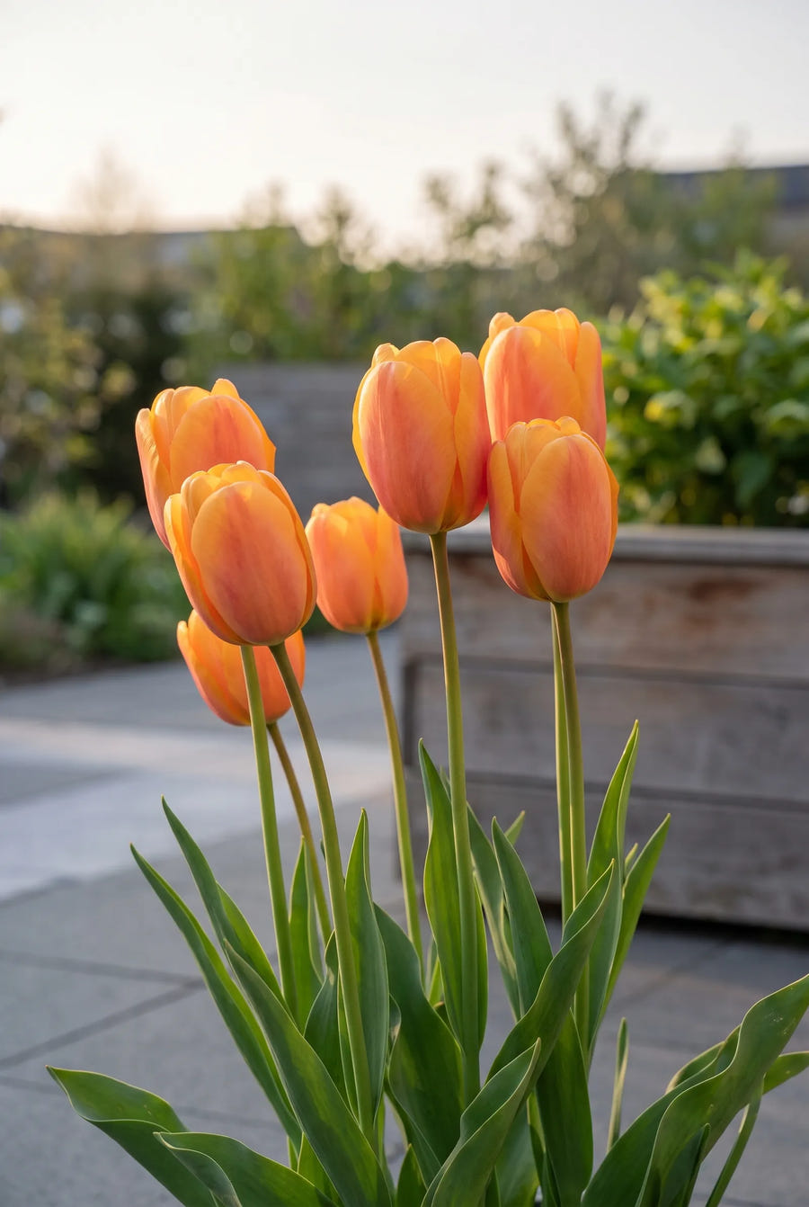 Tulipa Bellville — in de border