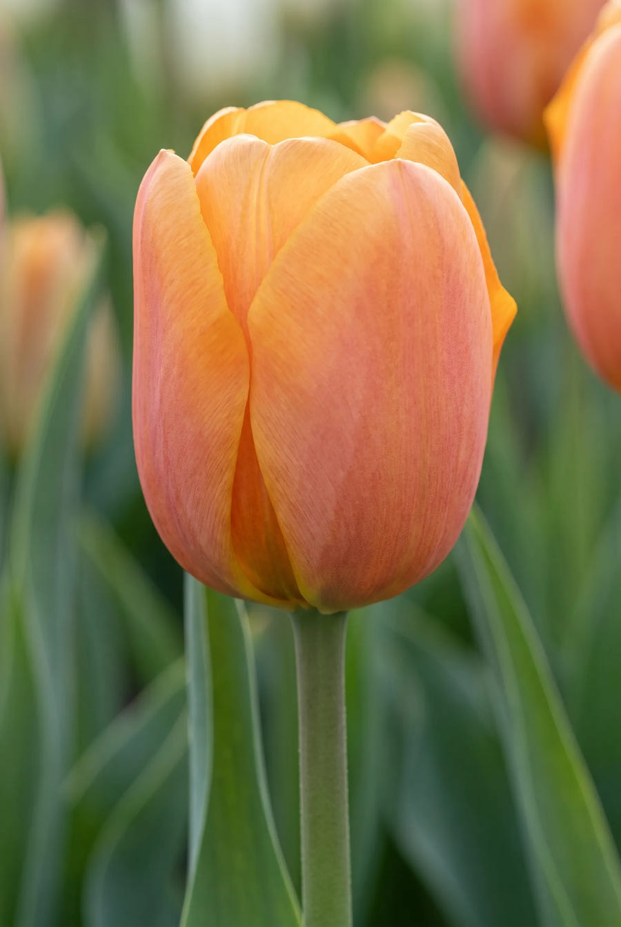 Tulipa Bellville — close-up van de bloem