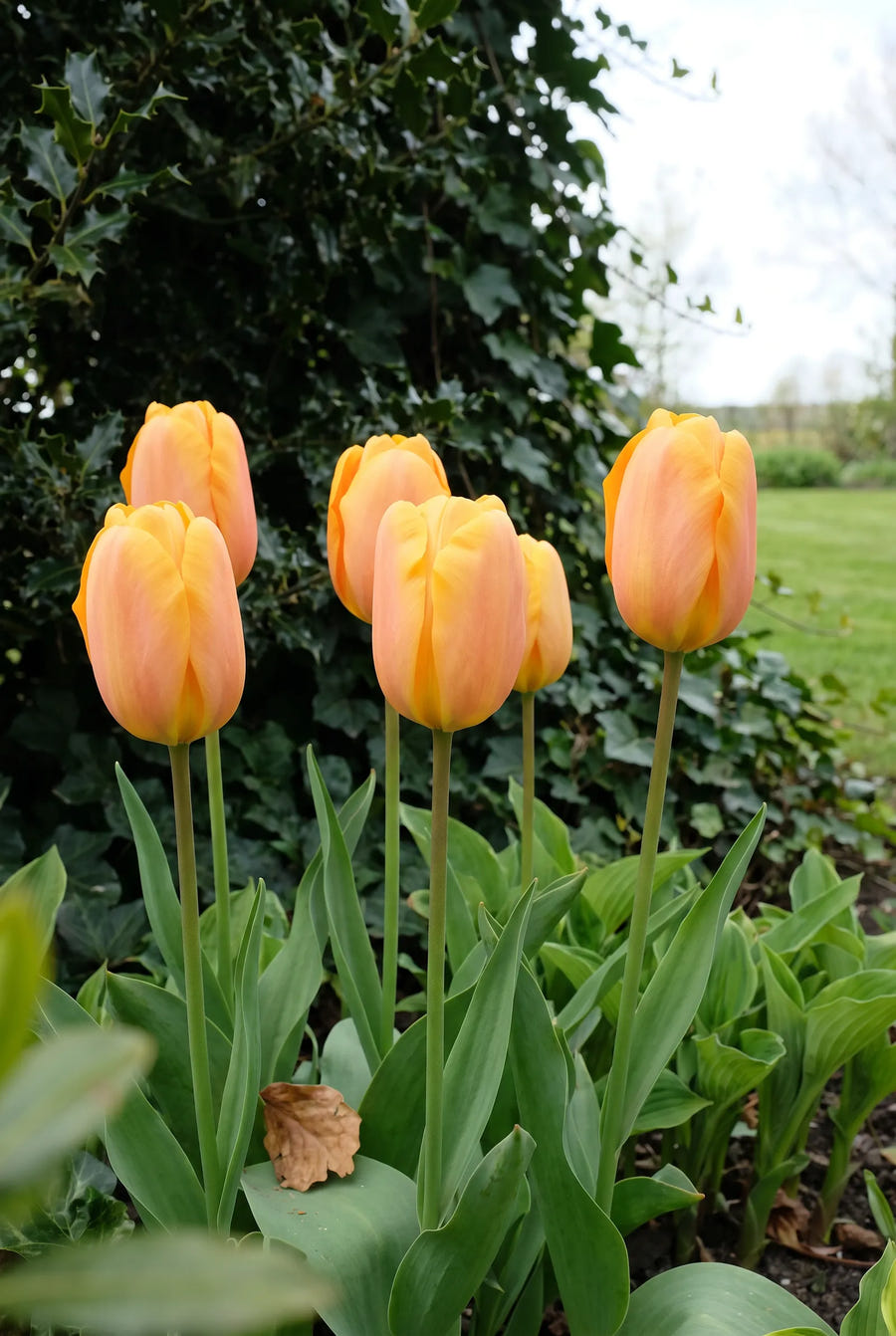 Tulipa Bellville — in de tuin