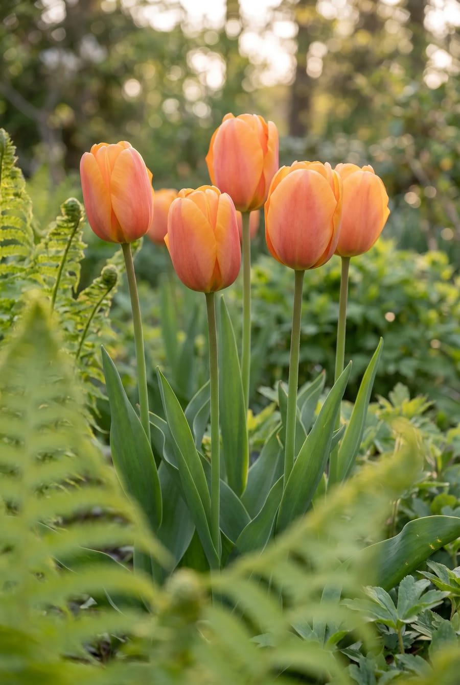 Tulipa Bellville — in de tuin
