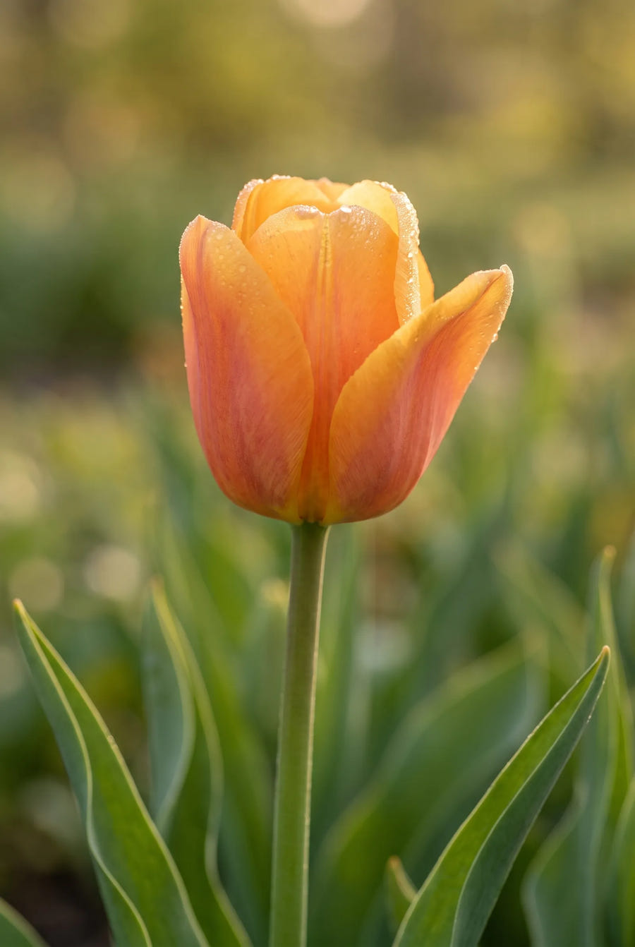 Tulipa Bellville — sfeerbeeld