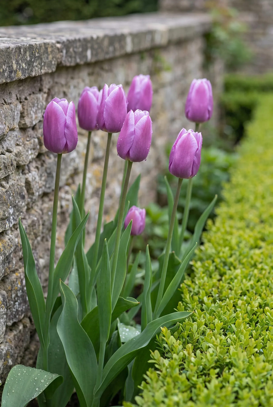 Tulipa Blue Beauty — in de border