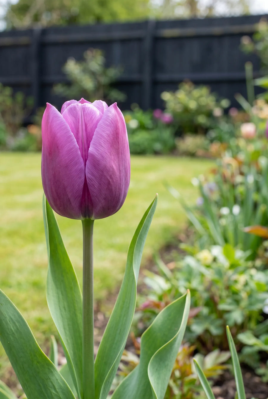Tulipa Blue Beauty — close-up van de bloem