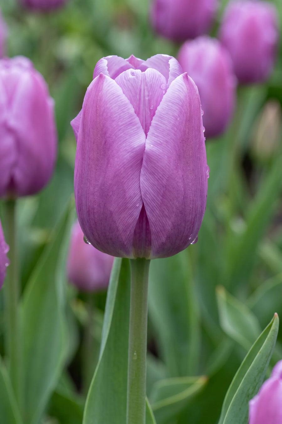 Close-up van de bloem van Tulipa Blue Beauty