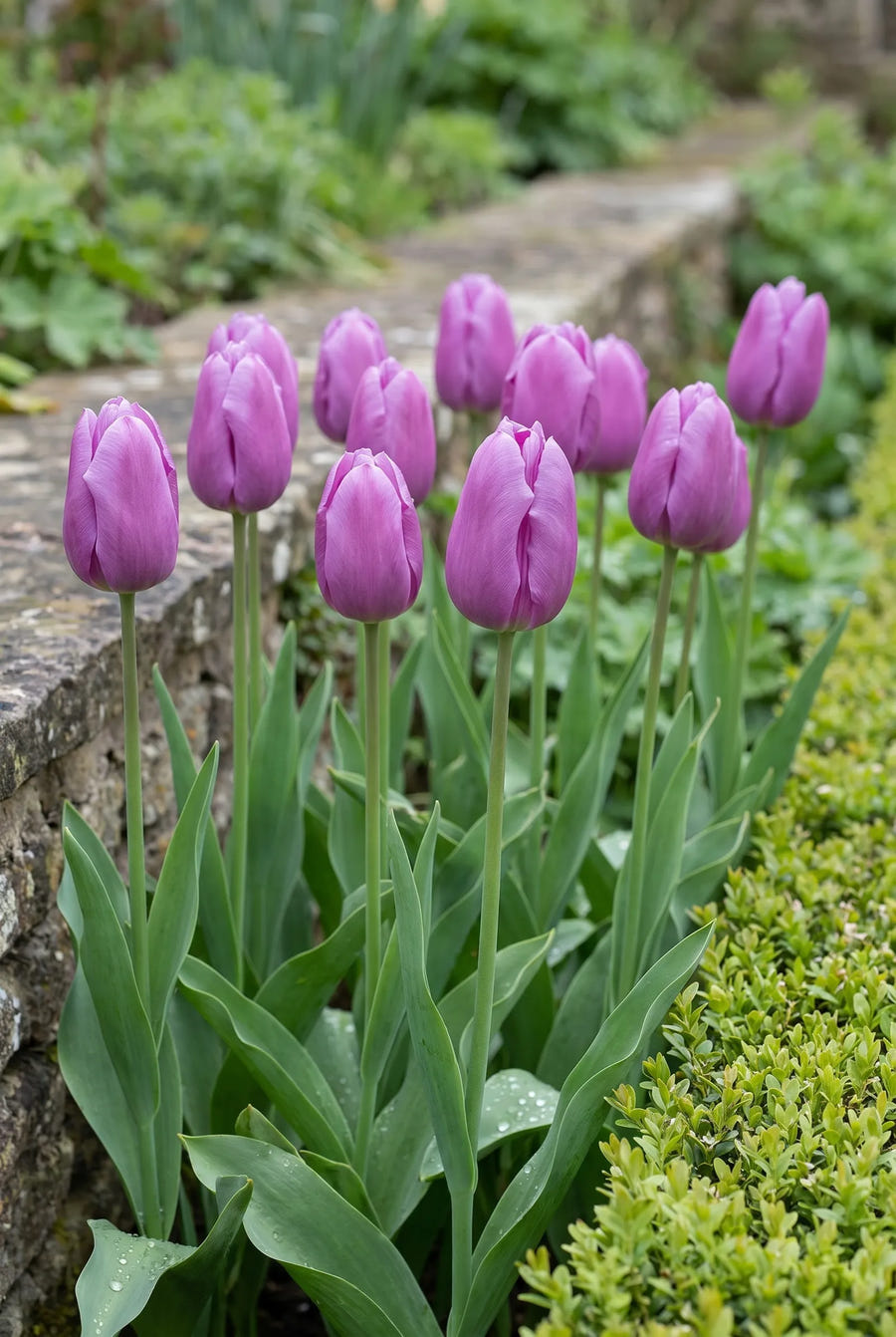 Tulipa Blue Beauty — groep in de tuinborder