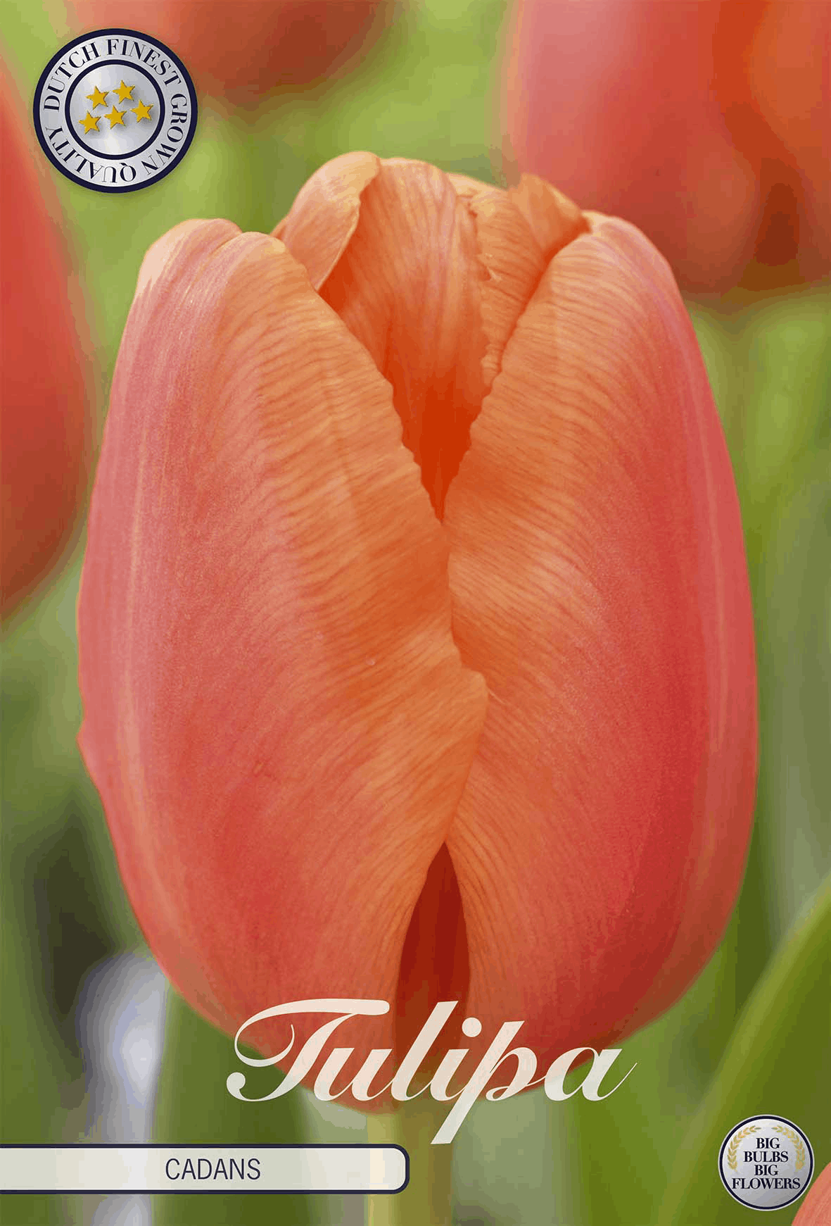 Tulipa Cadans