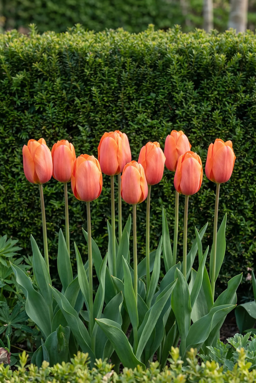 Tulipa Cadans — groep in de tuinborder