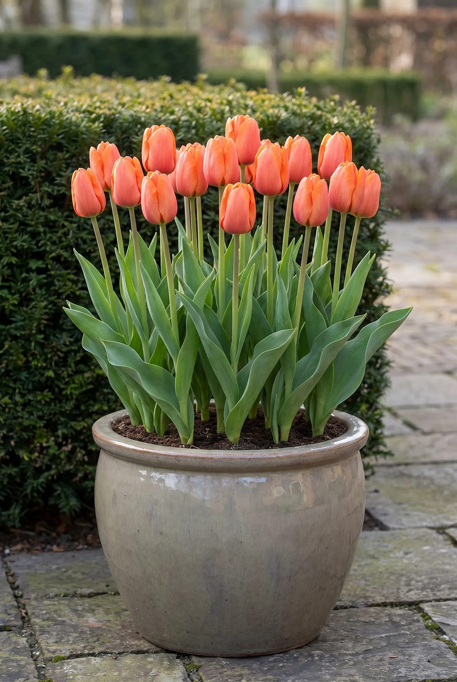 Tulipa Cadans — in pot op terras