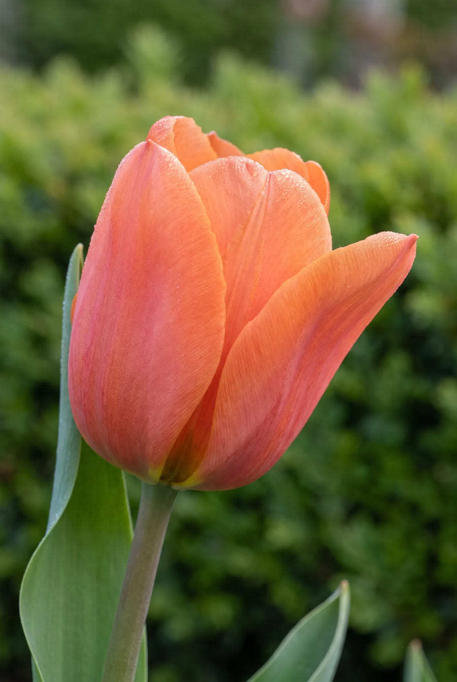 Tulipa Cadans — sfeerbeeld