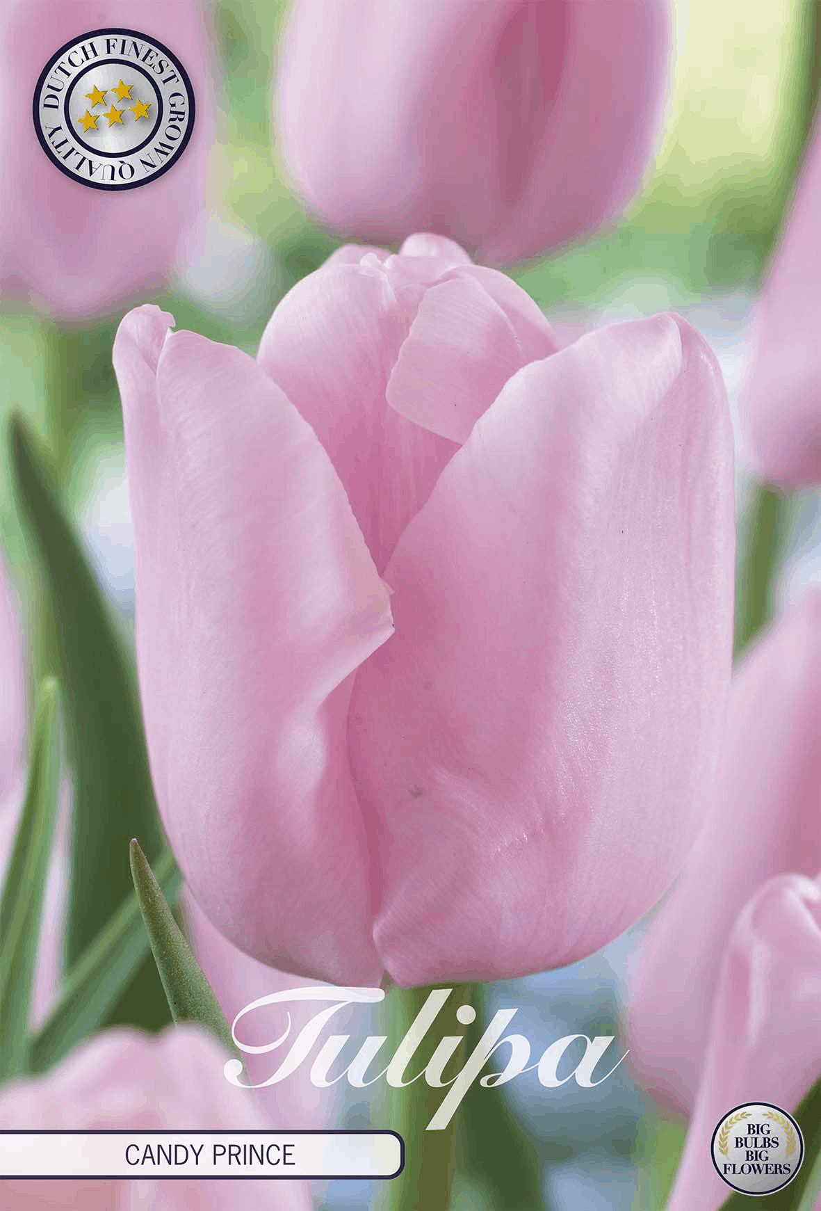 Tulipa Candy Prince