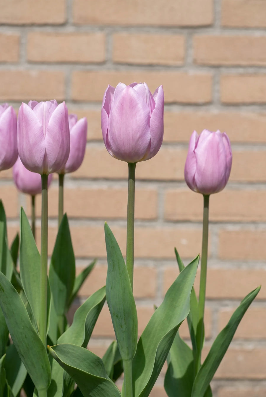 Tulipa Candy Prince — in de border