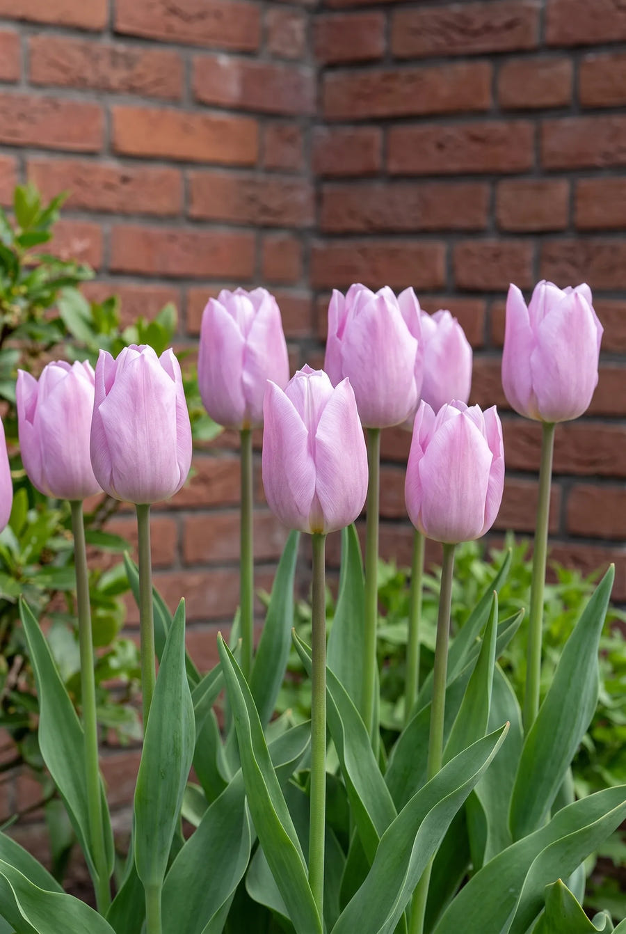 Tulipa Candy Prince — groep in de tuinborder