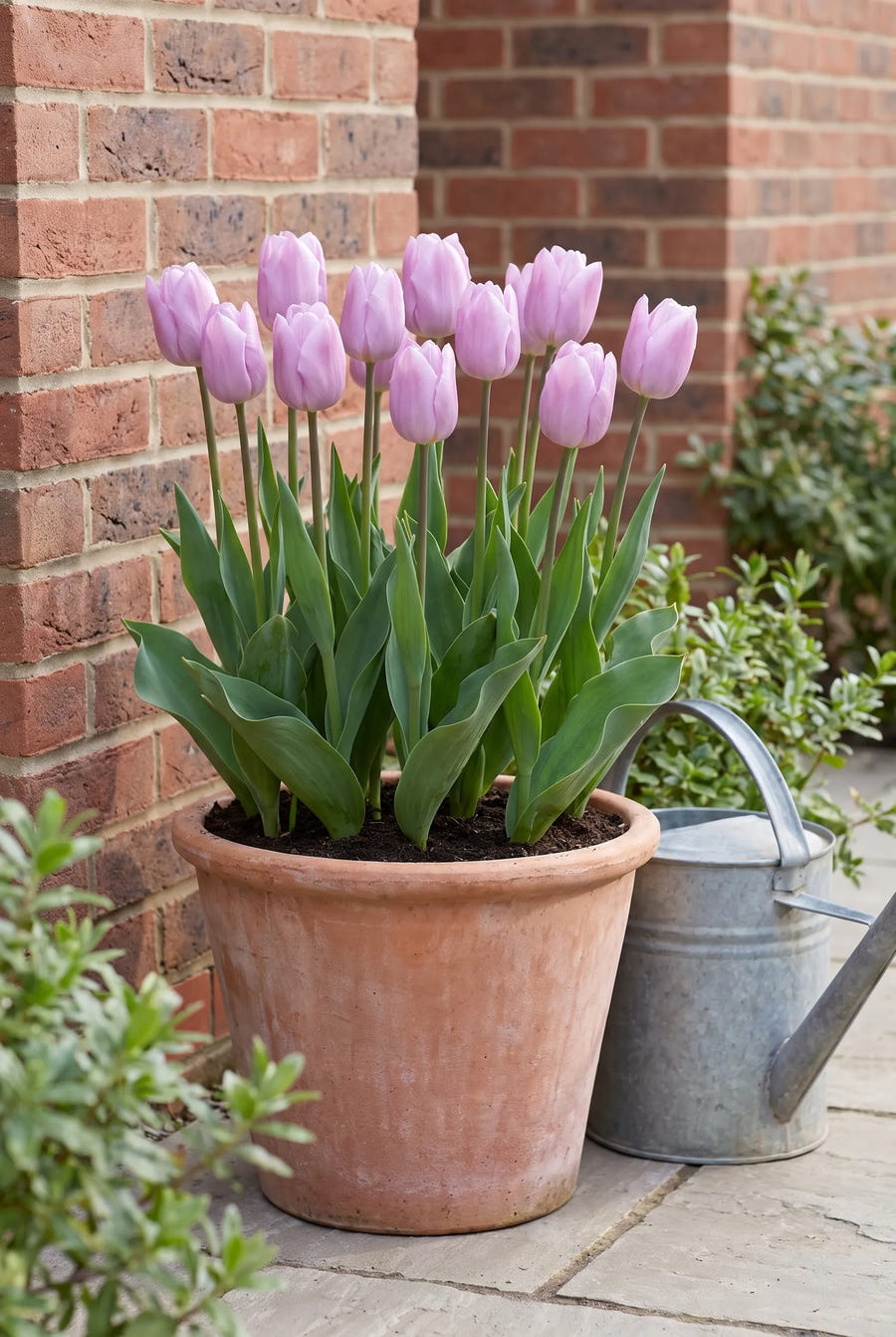 Tulipa Candy Prince — in pot op terras