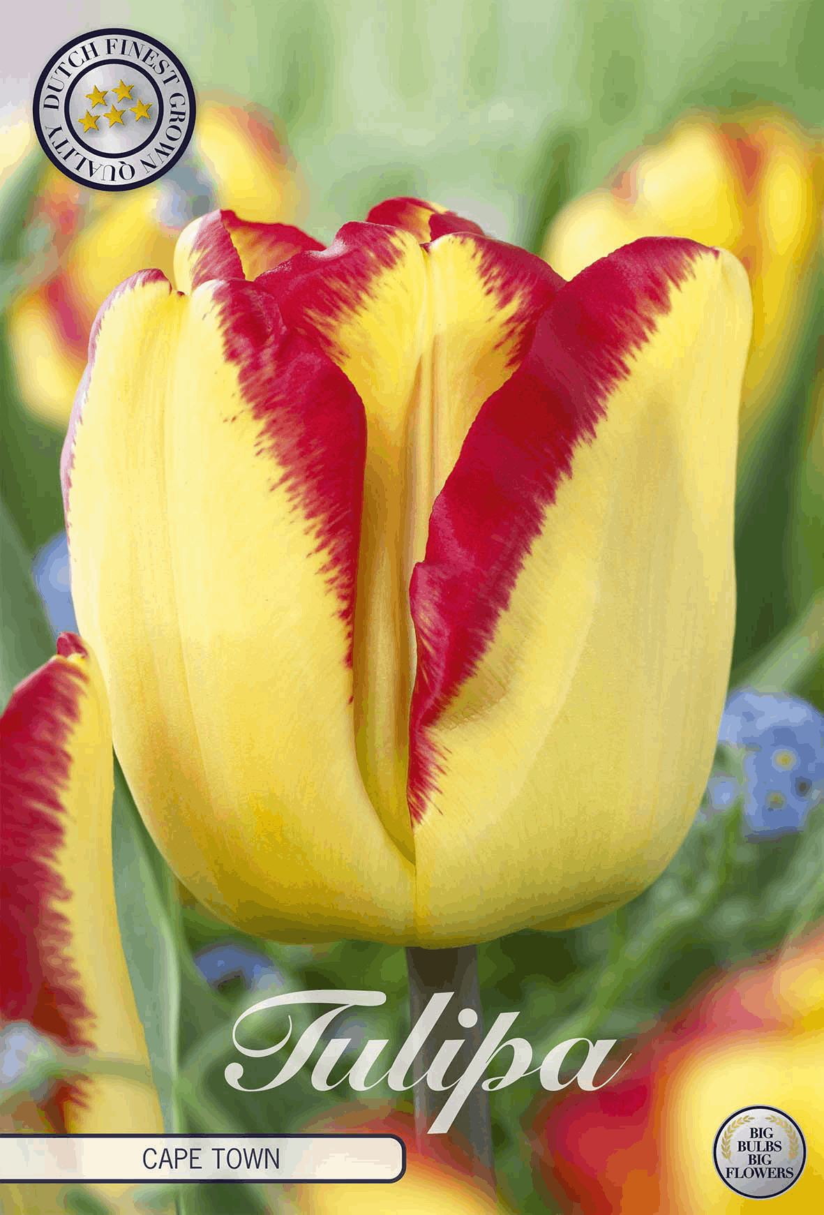 Tulipa Cape Town