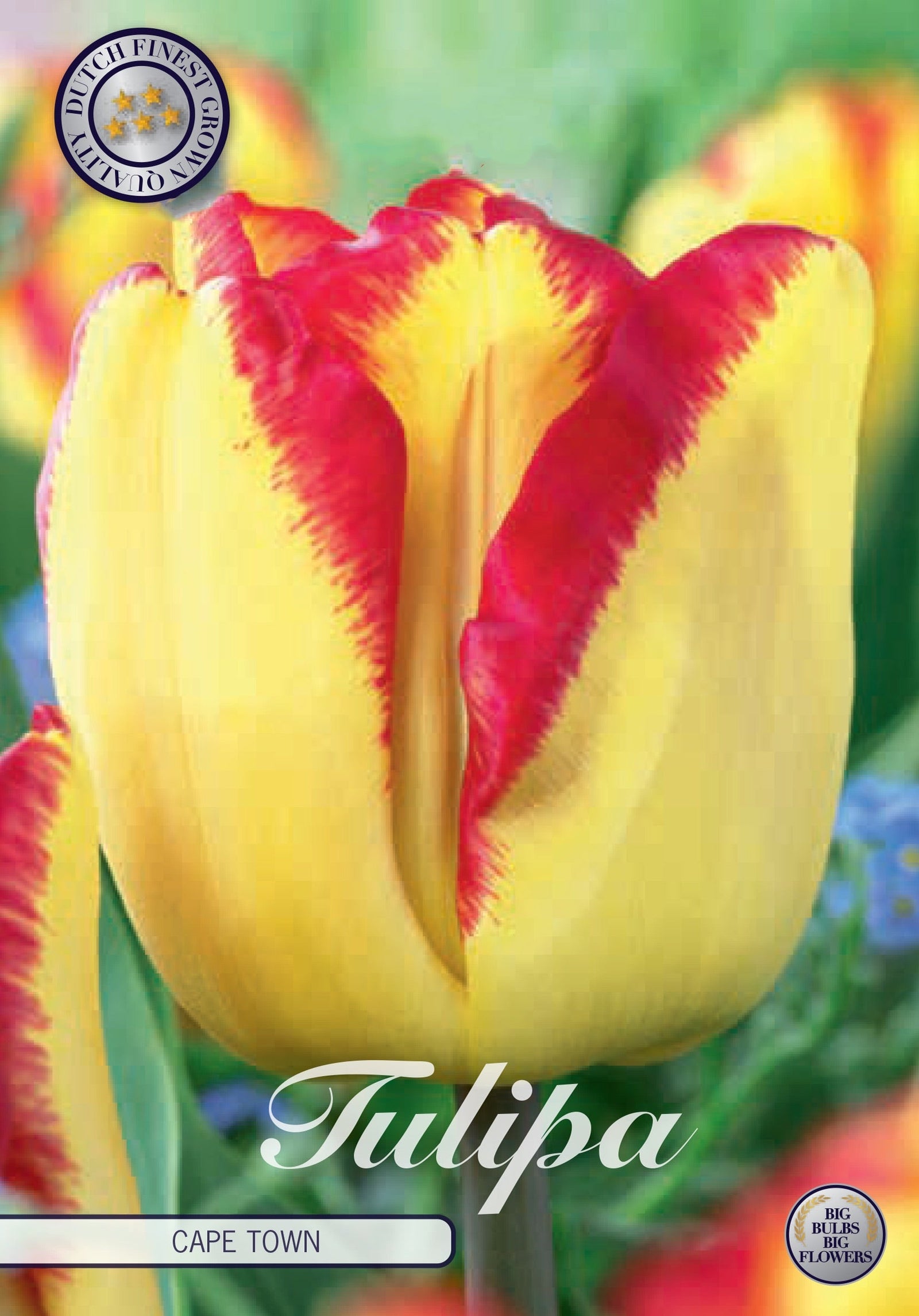 Tulipa Cape Town